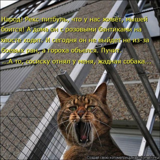 Лучшие котоматрицы за прошедшую неделю)) Лучшие котоматрицы за прошедшую неделю))