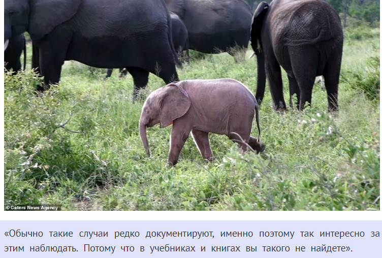 В Африке родился розовый слоненок. Это очень редкое явление