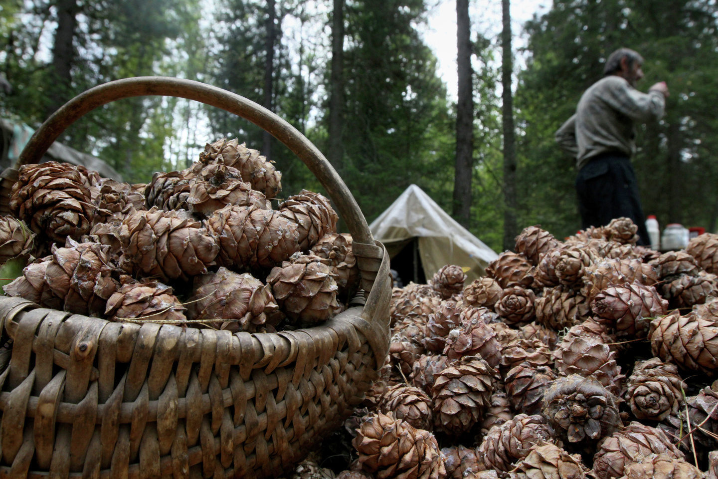Где Купить Орехи В Красноярске