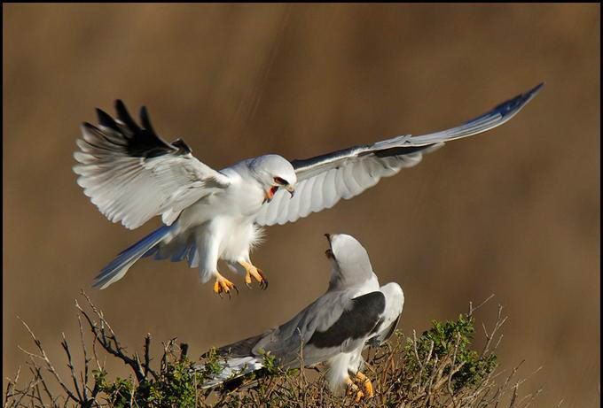 Великолепные моменты из мира животных (60 фото) Великолепные моменты из мира животных (60 фото)