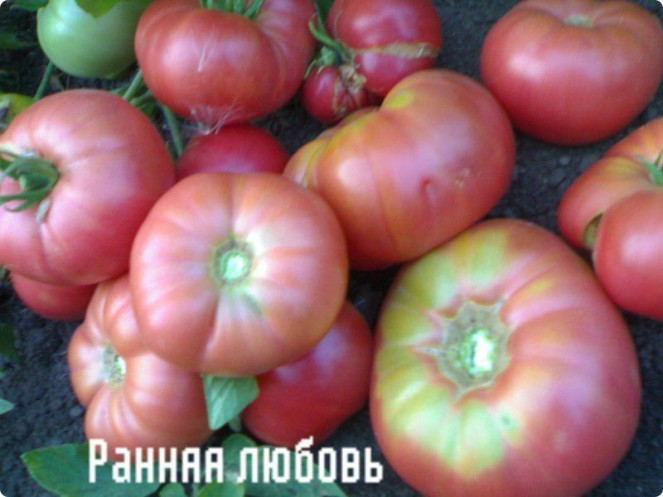5 оригинальных сортов суперпомидоров