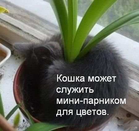 парник Польза от кошки