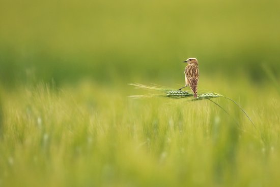 Фотоконкурс дикой природы «Золотая черепаха»: лучшие кадры