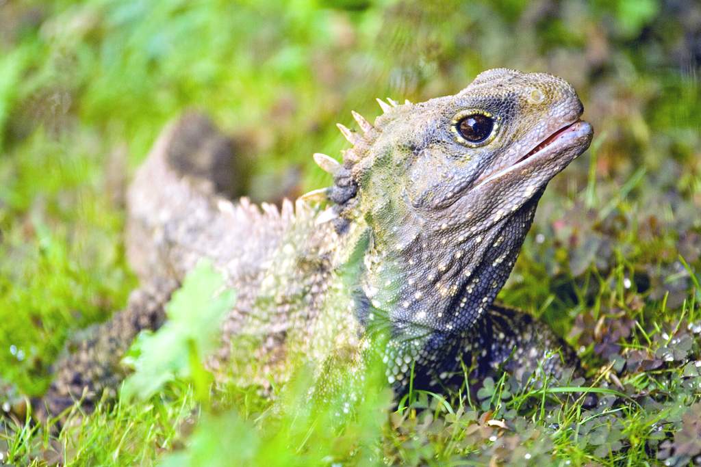 Sphenodon punctatus