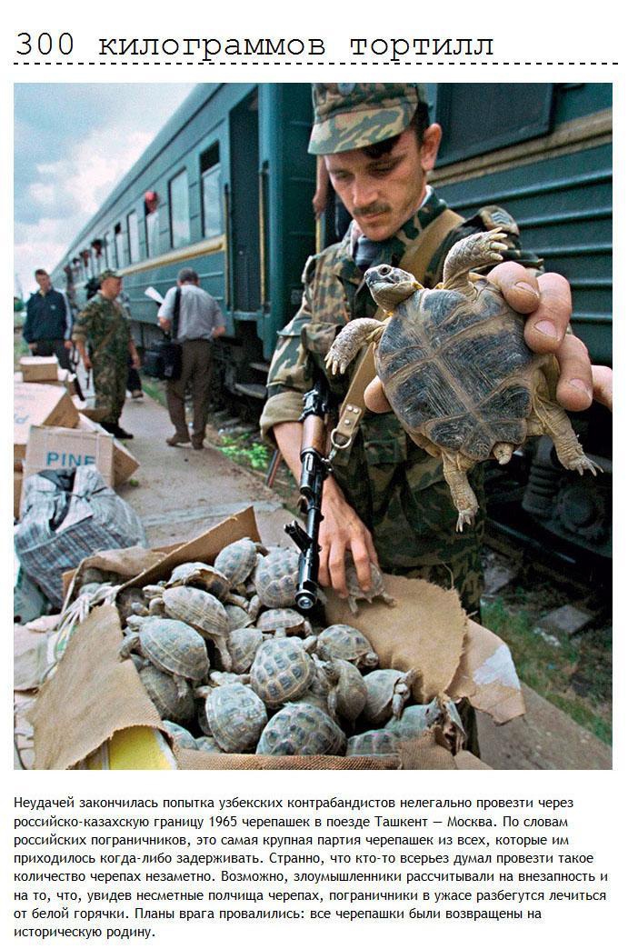 Неудачи контрабандистов и нелегалов контрабанда, неудачи, прикол
