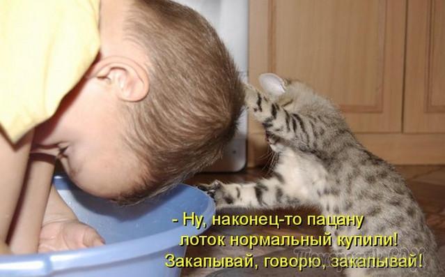 Мир глазами кота