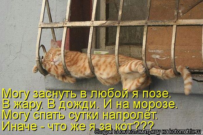 Лучшие котоматрицы недели (50 фото)