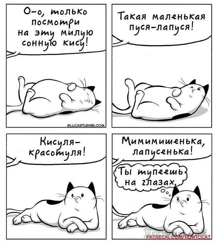 Мир глазами кота