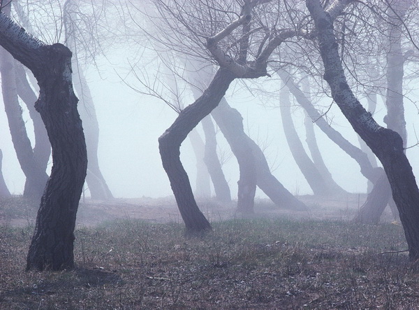 деревья в тумане
