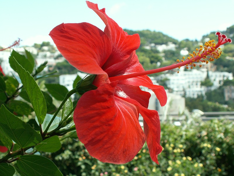 NewPix.ru - Живописный остров Капри,Италия