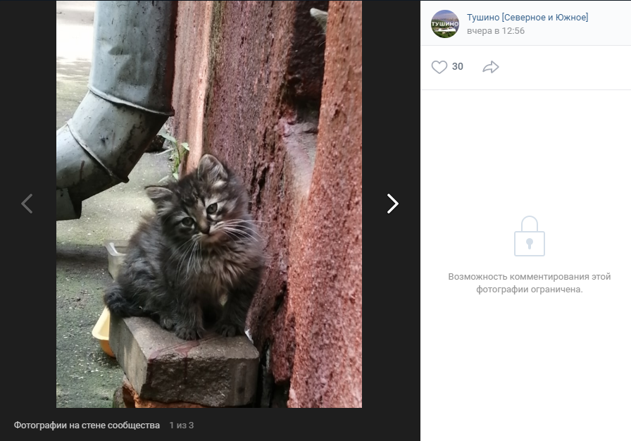 Фото дня: Котёнок с Лодочной