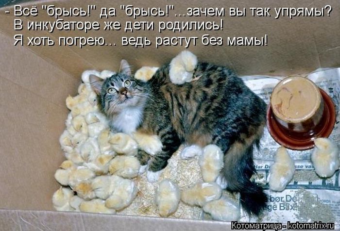 ����������� (49 ����)