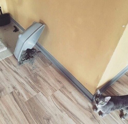 Кошки, пойманные с поличным Кошки, пойманные с поличным