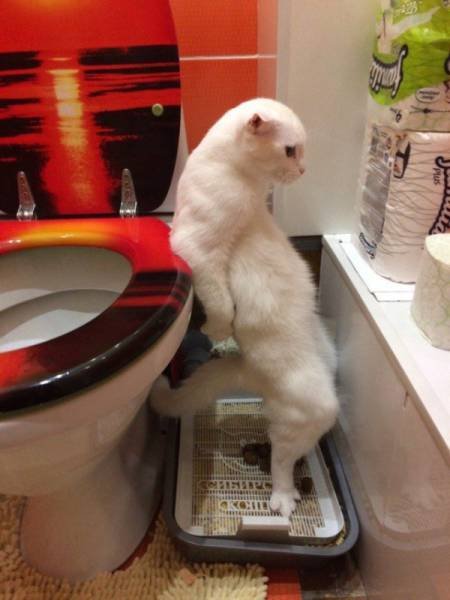 Забавные животные, которые умеют стоять, как люди Забавные животные, которые умеют стоять, как люди
