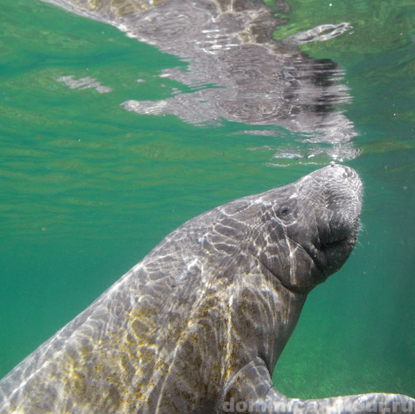 Подводный мир Доминиканы красочен и богат, поэтому здесь столько дайвинга и водных экскурсий