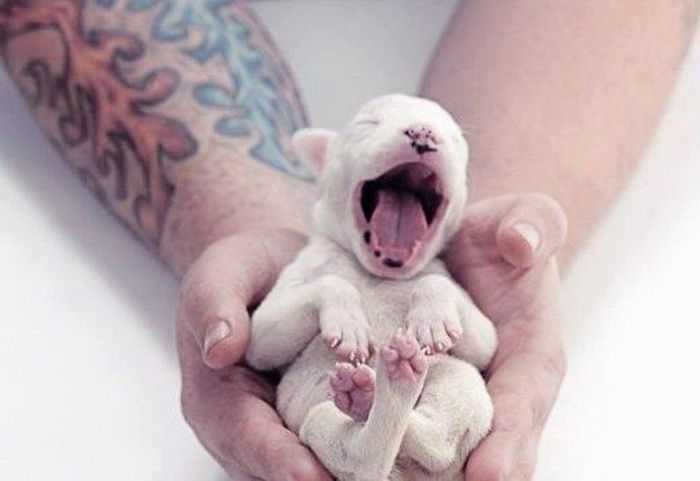 животные, собаки