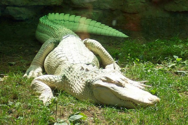       Gatorland (6 )