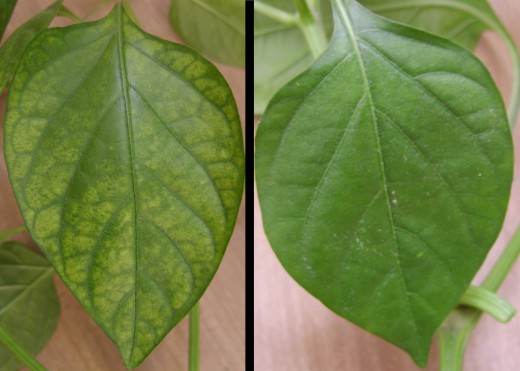 Больной хлорозом и здоровый лист (Chlorosis)