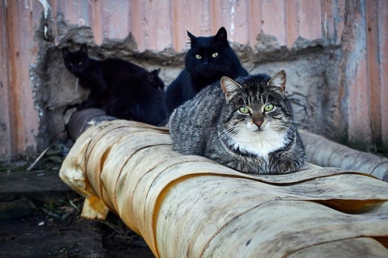 Колоритные уличные коты