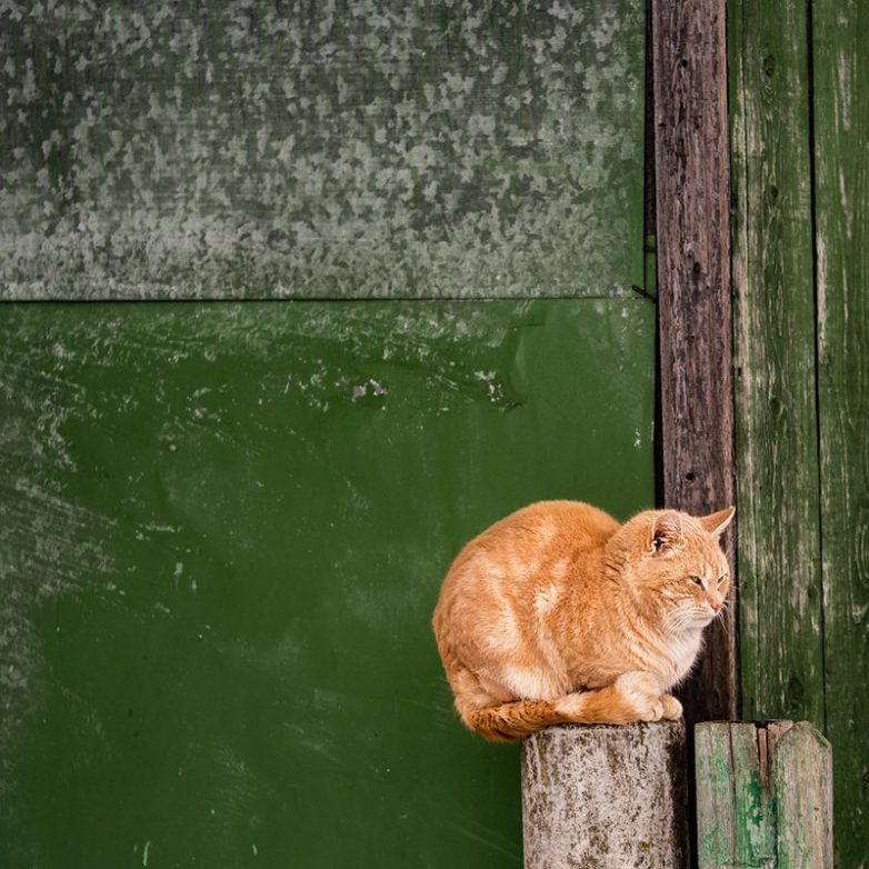 Колоритные уличные коты