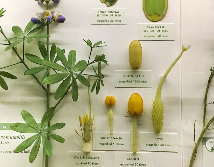 Lupinus mutabilis - стеклянный образец с деталями. \ Фото: photobotanic.com. Lupinus mutabilis - стеклянный образец с деталями. \ Фото: photobotanic.com.