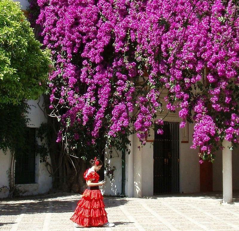  (Bougainvillea) -   
