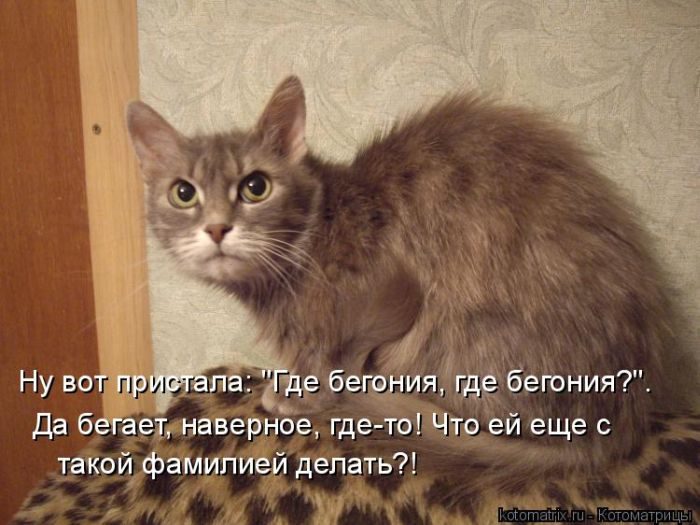 Лучшие котоматрицы недели