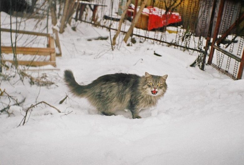 Колоритные уличные коты