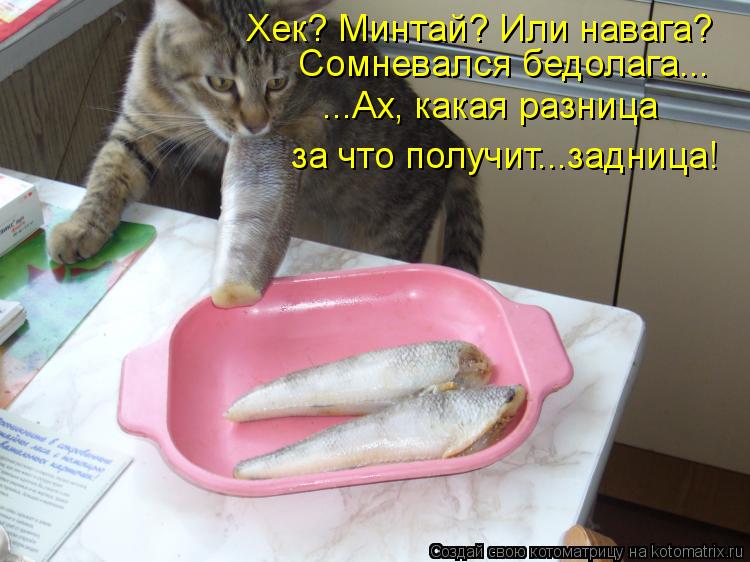 Котоматрица: Хек? Минтай? Или навага? Сомневался бедолага... ...Ах, какая разница  за что получит...задница!