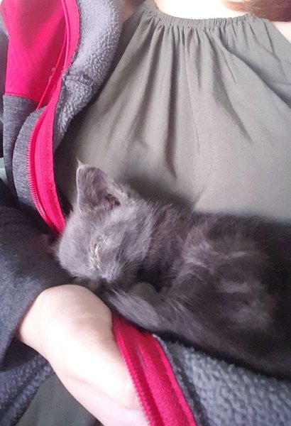 Люди подобрали крошечного больного котёнка и уже везли его в приют, но у малыша были другие планы Люди подобрали крошечного больного котёнка и уже везли его в приют, но у малыша были другие планы