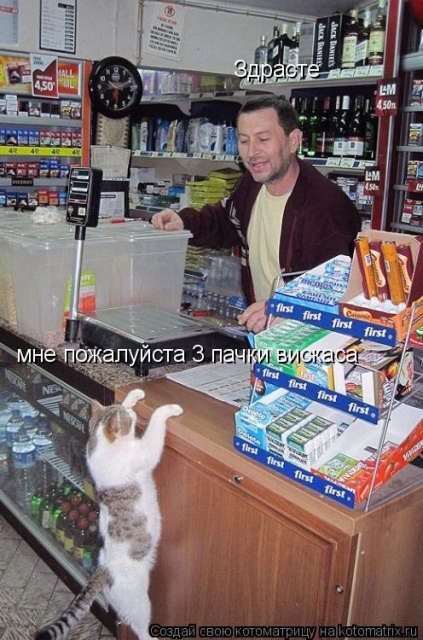 Лучшие котоматрицы недели Лучшие котоматрицы недели