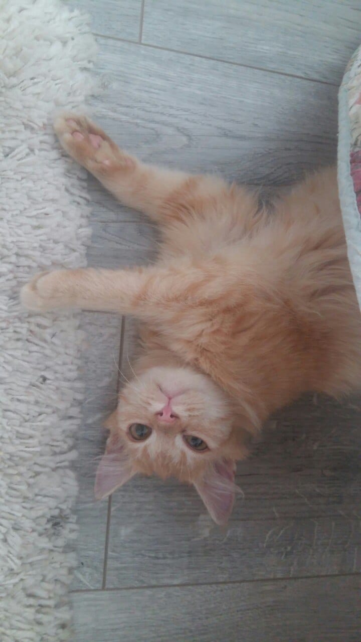 спасение котенка рыжий кот