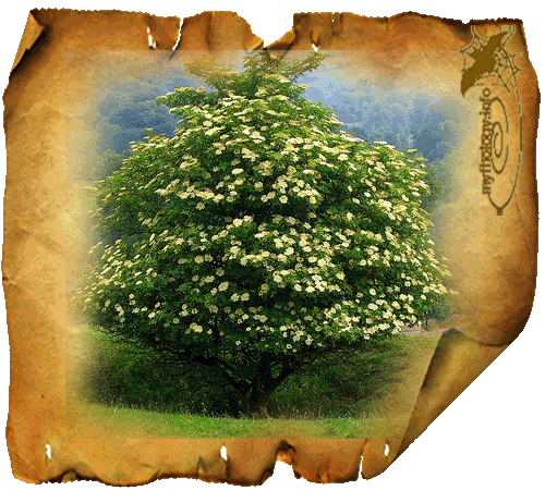 Что связано с бузиной Что связано с бузиной