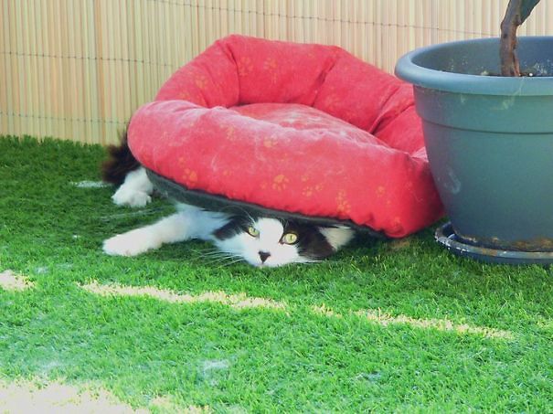 15 фотографий кошек, использующих подарки, которые владельцы для них так тщательно выбирали