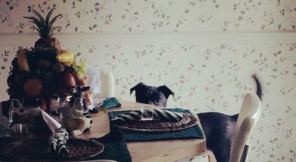 "Вот так он следит за мной, когда я готовлю обед" "Вот так он следит за мной, когда я готовлю обед" голодный песик, домашние питомцы, животные, мило, смешно, собаки, собачка хочет кушать, трогательно