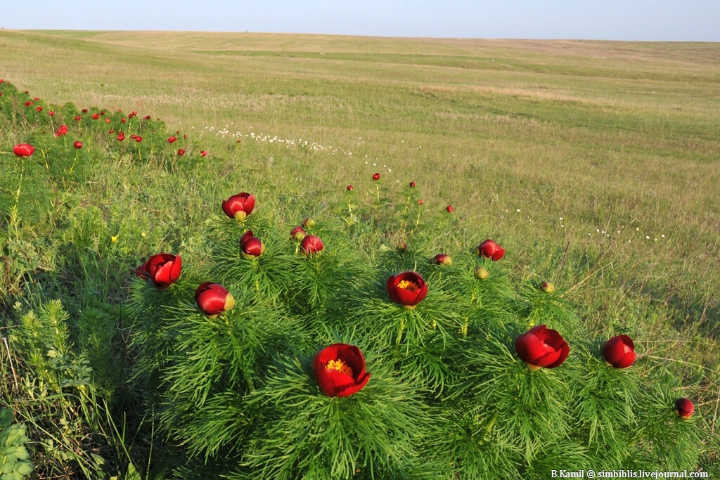 ЦВЕТЕНИЕ ДИКИХ ПИОНОВ ЦВЕТЕНИЕ ДИКИХ ПИОНОВ