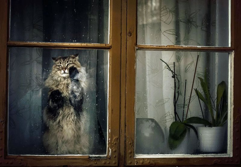 http://vashipitomcy.ru/wp-content/uploads/_pu/22/56989829.jpg