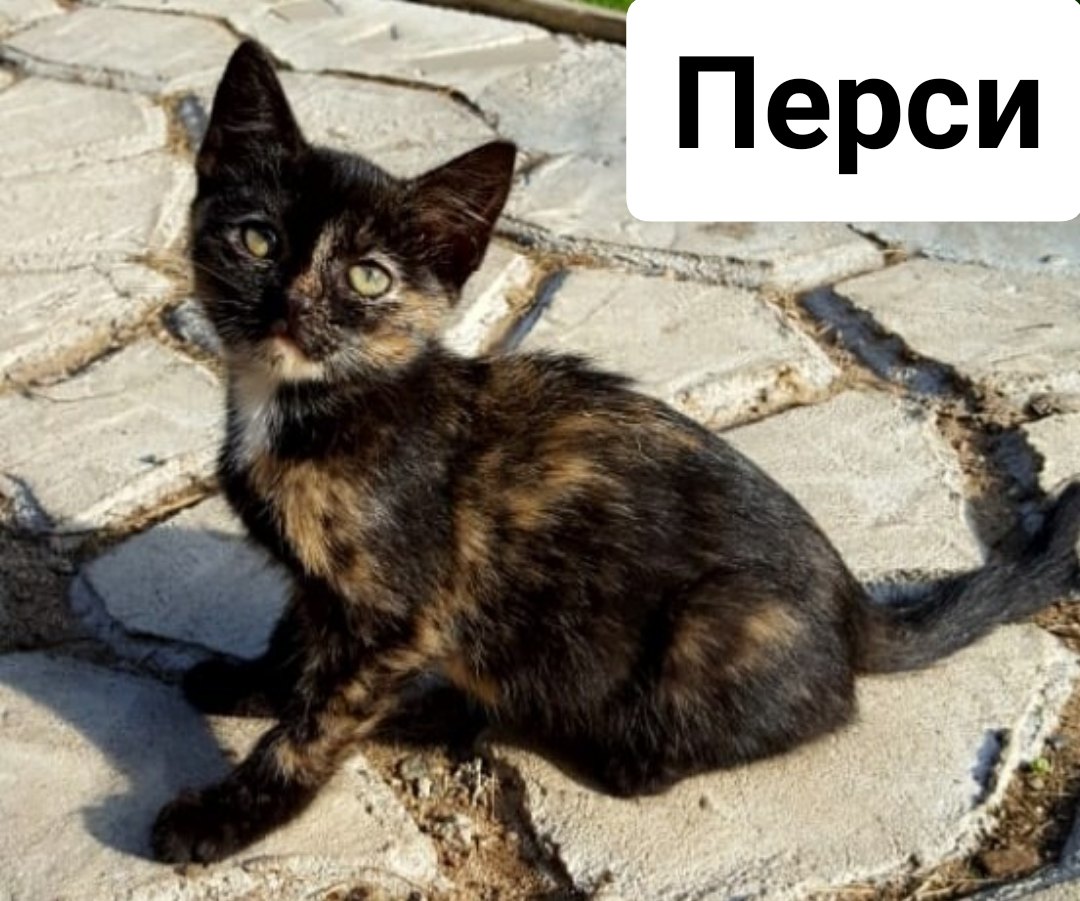 Разъезжаются все дачники и дальнейшая судьба их будет печальна... Помогите! Разъезжаются все дачники и дальнейшая судьба их будет печальна... Помогите!