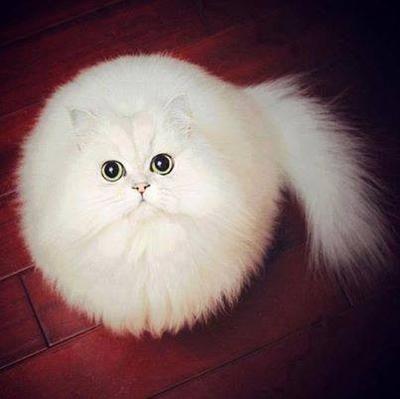 Кошки-блондинки