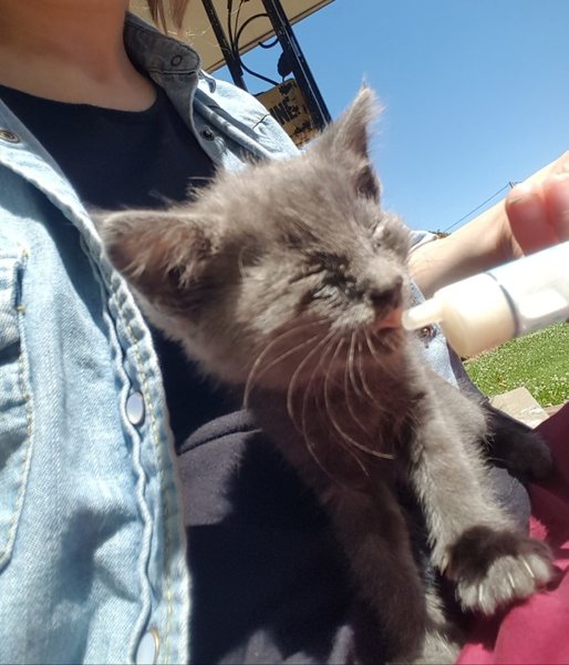 Люди подобрали крошечного больного котёнка и уже везли его в приют, но у малыша были другие планы Люди подобрали крошечного больного котёнка и уже везли его в приют, но у малыша были другие планы