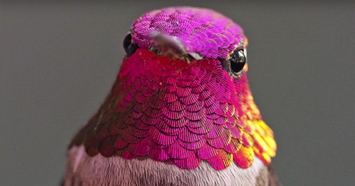 Woman Develops Bond With Over 200 Hummingbirds, Now They Complain If She’s Late To Feed Them