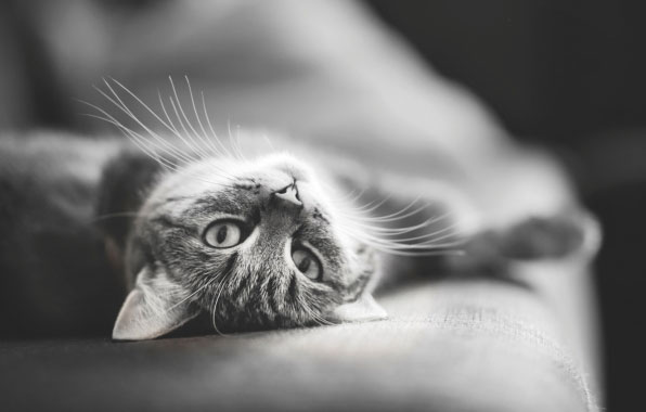 кот, диван, мордочка, глаза, нос, усы, черное, белое. кот, диван, мордочка, глаза, нос, усы, черное, белое.