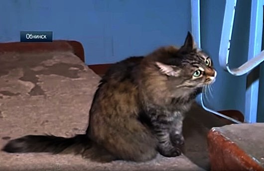 Десять историй о котах-героях Десять историй о котах-героях