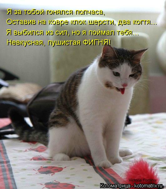 Я за тобой гонялся полчаса, Оставив на ковре клок шерсти, два когтя... Я выбился из сил, но я поймал ... Я за тобой гонялся полчаса, Оставив на ковре клок шерсти, два когтя... Я выбился из сил, но я поймал тебя... Невкусная, пушистая ФИГНЯ!