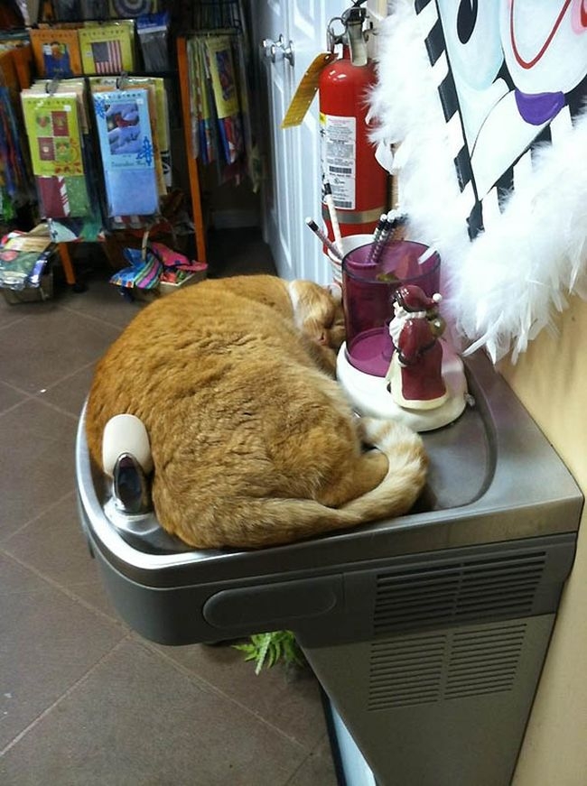 Милейшие котики принимающие любую форму Милое,коты,кошки, коробка,ёмкость.ваза