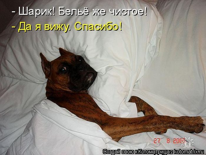 Лучшие котоматрицы недели