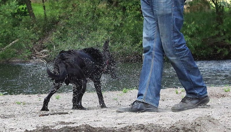 Черный лабрадор Отис Черный лабрадор Отис весело, вода, животные, забавно, мило, собаки, собачьи игры, фото