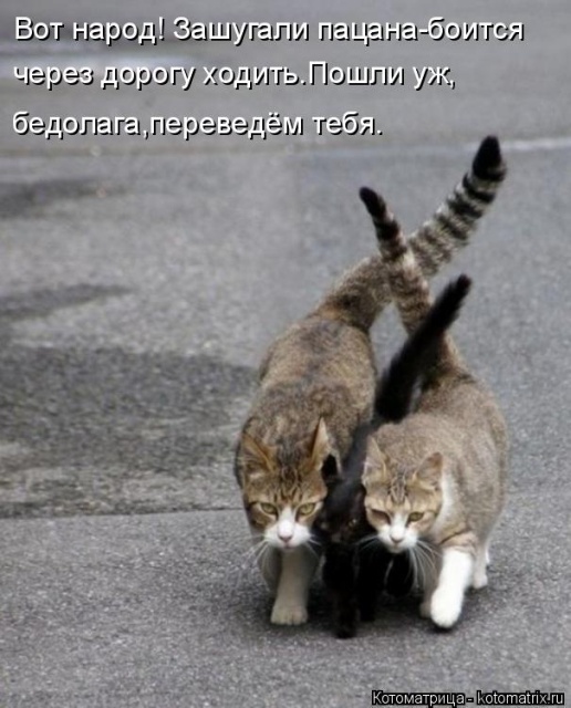 Лучшие котоматрицы недели Лучшие котоматрицы недели