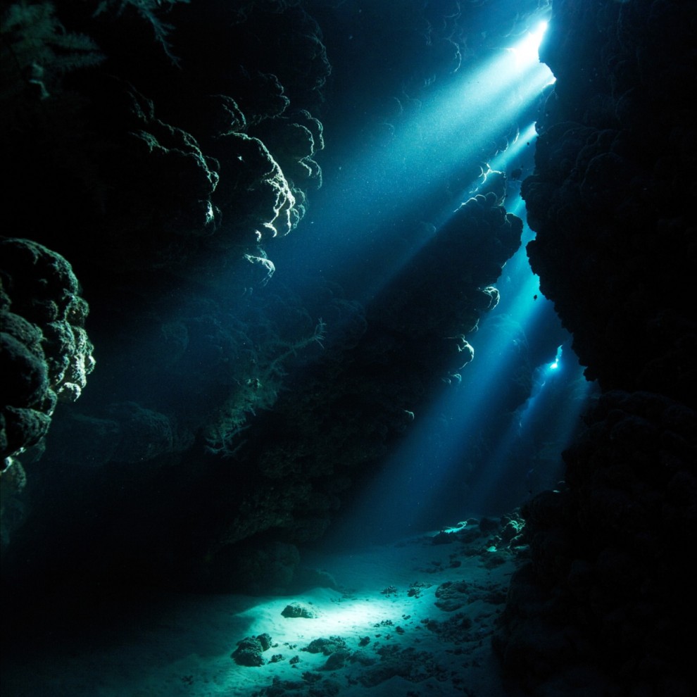 Semyonov09 Морские организмы на фотографиях Александра Семёнова