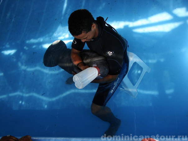 Доминиканская Республика занимает 2\3 острова Гаити